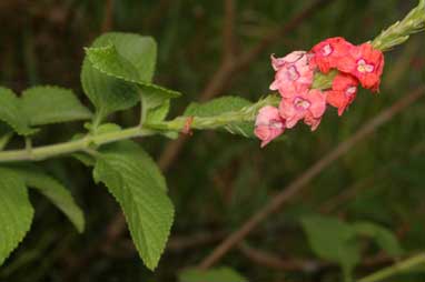 APII jpeg image of Stachytarpheta mutabilis  © contact APII