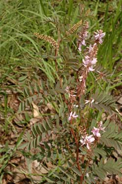 APII jpeg image of Indigofera pratensis  © contact APII