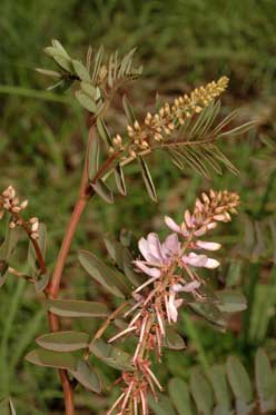 APII jpeg image of Indigofera pratensis  © contact APII