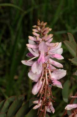 APII jpeg image of Indigofera pratensis  © contact APII