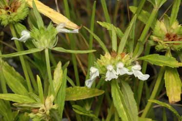 APII jpeg image of Leucas lavandulifolia  © contact APII