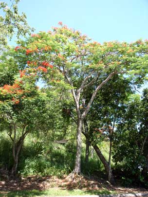 APII jpeg image of Delonix regia  © contact APII