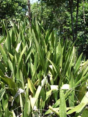 APII jpeg image of Sansevieria trifasciata  © contact APII