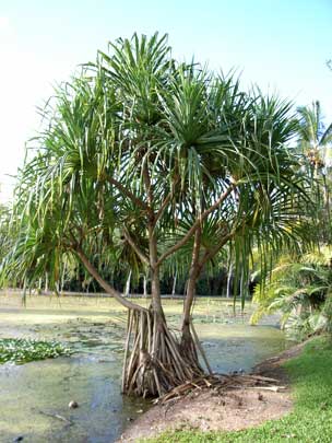 APII jpeg image of Pandanus tectorius  © contact APII