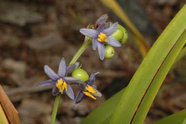 APII jpeg image of Dianella congesta  © contact APII