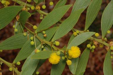 APII jpeg image of Acacia complanata  © contact APII