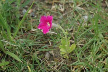 APII jpeg image of Petunia x hybrida  © contact APII