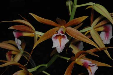 APII jpeg image of Phaius tancarvilleae  © contact APII