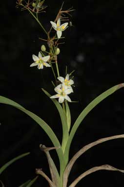 APII jpeg image of Dianella sp. 'Heazelwood'  © contact APII