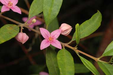 APII jpeg image of Boronia keysii  © contact APII