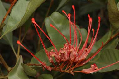 APII jpeg image of Grevillea goodii  © contact APII