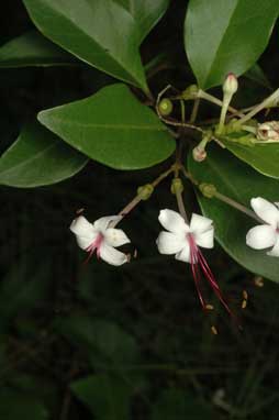 APII jpeg image of Clerodendrum inerme  © contact APII