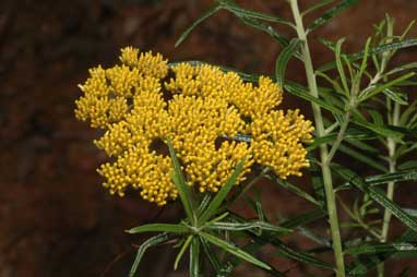 APII jpeg image of Cassinia telfordii  © contact APII