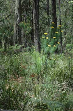 APII jpeg image of Cassinia leptocephala subsp. leptocephala  © contact APII