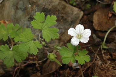 APII jpeg image of Geranium potentilloides var. abditum  © contact APII