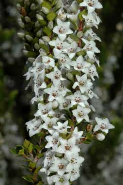 APII jpeg image of Epacris rhombifolia  © contact APII