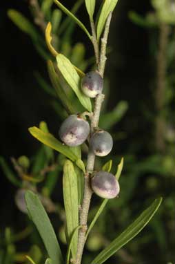 APII jpeg image of Melicytus dentatus  © contact APII