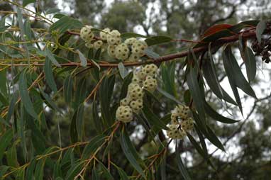 APII jpeg image of Eucalyptus luehmanniana  © contact APII