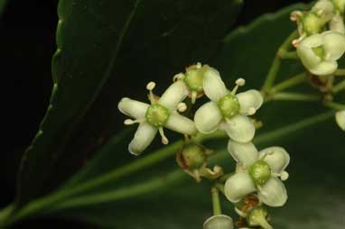 APII jpeg image of Euonymus japonicus  © contact APII