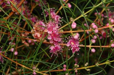 APII jpeg image of Hypocalymma angustifolium subsp. angustifolium  © contact APII