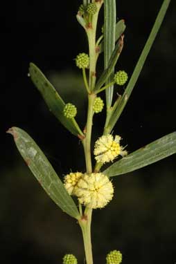 APII jpeg image of Acacia heteroclita  © contact APII