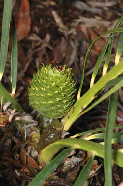 APII jpeg image of Macrozamia fearnsidei  © contact APII