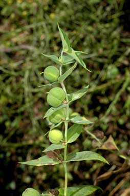 APII jpeg image of Euphorbia lathyris  © contact APII