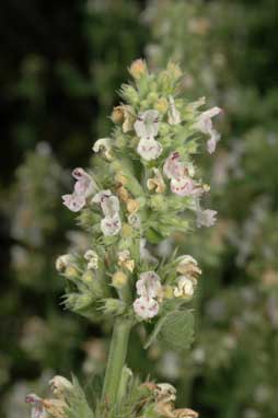 APII jpeg image of Nepeta cataria  © contact APII