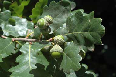 APII jpeg image of Quercus robur  © contact APII