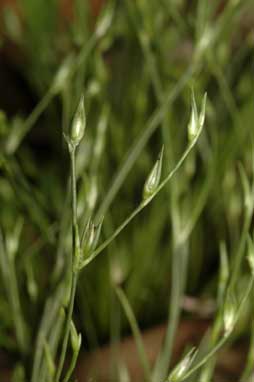 APII jpeg image of Juncus bufonius  © contact APII