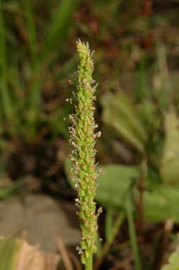 APII jpeg image of Plantago major  © contact APII