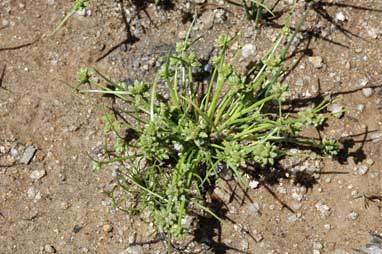 APII jpeg image of Isolepis gaudichaudiana  © contact APII