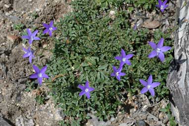 APII jpeg image of Wahlenbergia gloriosa  © contact APII