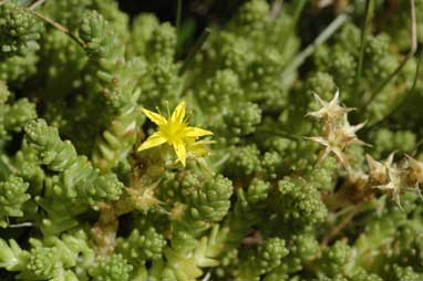 APII jpeg image of Sedum acre  © contact APII