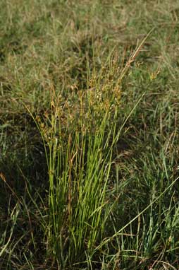 APII jpeg image of Juncus tenuis  © contact APII