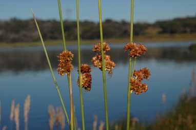 APII jpeg image of Juncus phaeanthus  © contact APII