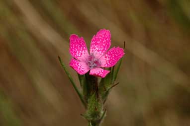 APII jpeg image of Dianthus armeria  © contact APII