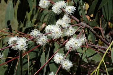 APII jpeg image of Eucalyptus perriniana  © contact APII