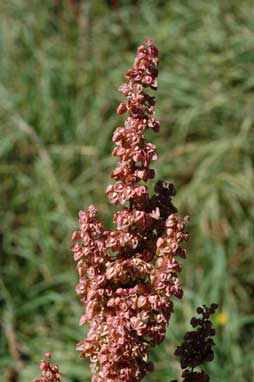 APII jpeg image of Rumex crispus  © contact APII