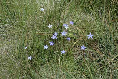 APII jpeg image of Wahlenbergia ceracea  © contact APII