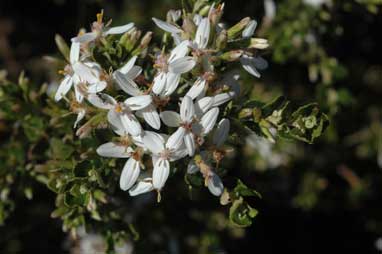 APII jpeg image of Olearia myrsinoides  © contact APII