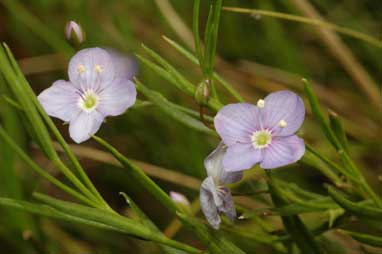 APII jpeg image of Veronica subtilis  © contact APII