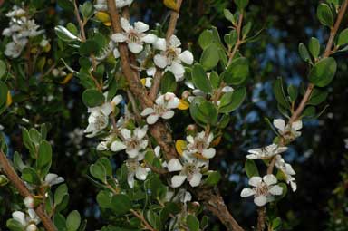 APII jpeg image of Leptospermum micromyrtus  © contact APII