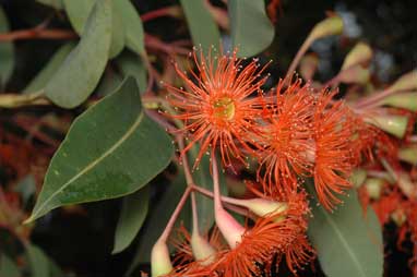 APII jpeg image of Corymbia ficifolia 'Dwarf Orange'  © contact APII