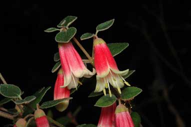 APII jpeg image of Correa 'Canberra Bells'  © contact APII