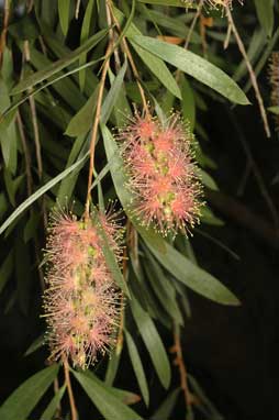 APII jpeg image of Callistemon  © contact APII