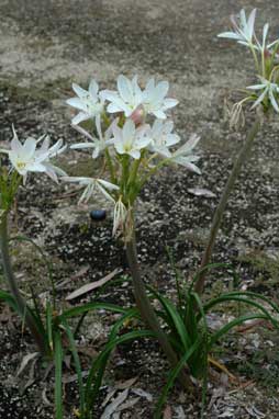 APII jpeg image of Crinum flaccidum  © contact APII