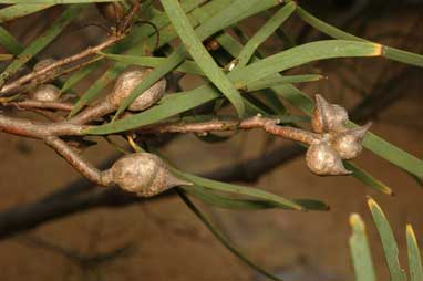 APII jpeg image of Hakea minyma  © contact APII