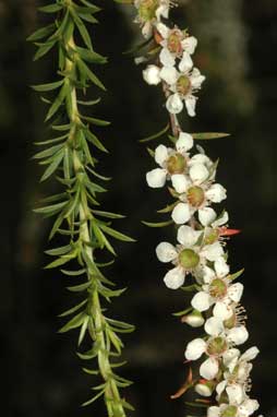 APII jpeg image of Leptospermum juniperinum  © contact APII