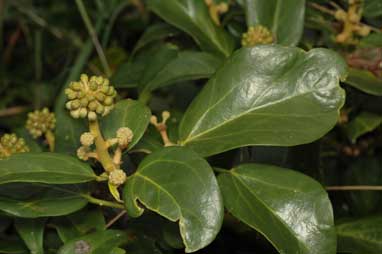 APII jpeg image of Hedera helix  © contact APII